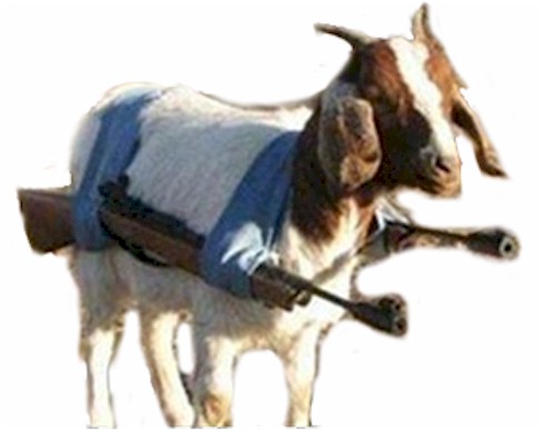 Image result for armed goat